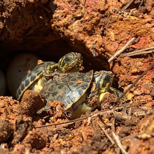 Meet your Posher, Brooks